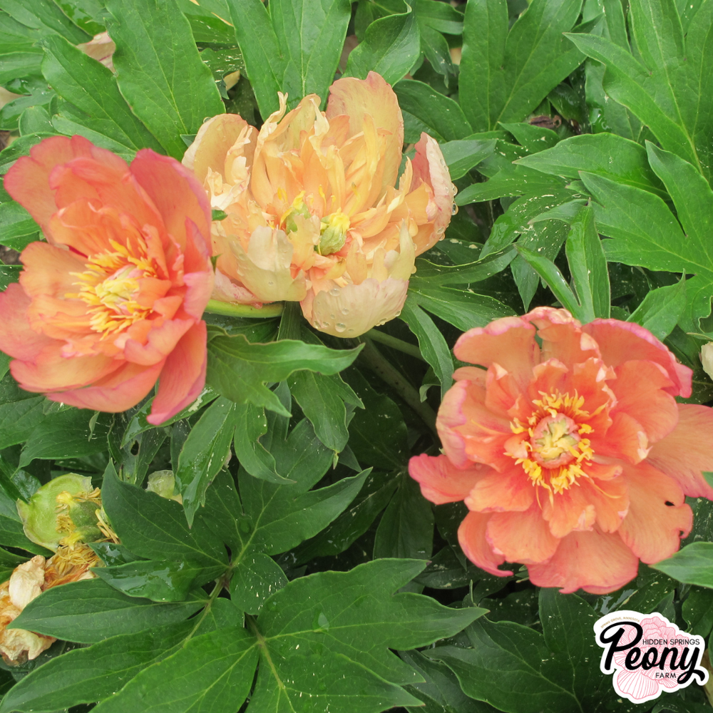 Garden Candy® Summer Sunset™ Itoh Peony — Hidden Springs Peony Farm
